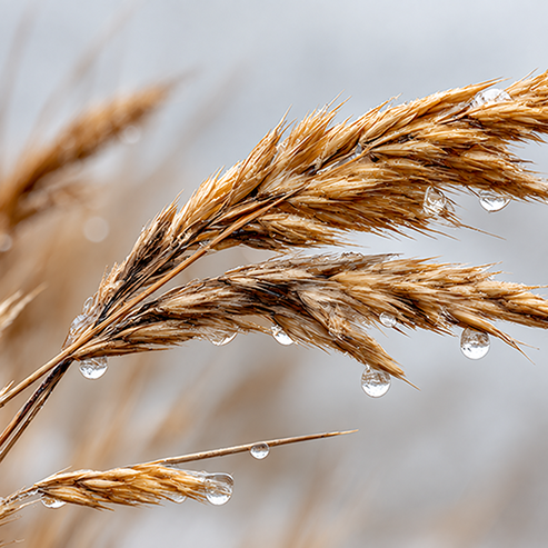 Oat Kernel Extract