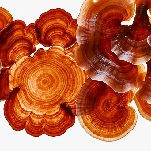 Ganoderma Lucidum Triterpene Extract