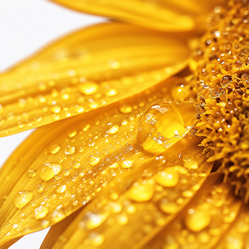 Sunflower Phosphatidylcholine